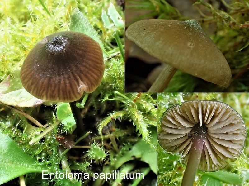 Entoloma papillatum-amf782.jpg - Entoloma papillatum ; Syn1: Rhodophyllus clandestinus ; Syn2: Nolanea papillata ; Nom français: Entolome papillé